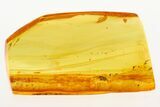 Detailed Hairy Fungus Beetle (Mycetophagidae) in Baltic Amber #273268-1